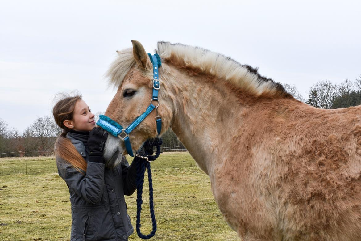 Fjordhest Tøsen billede 5