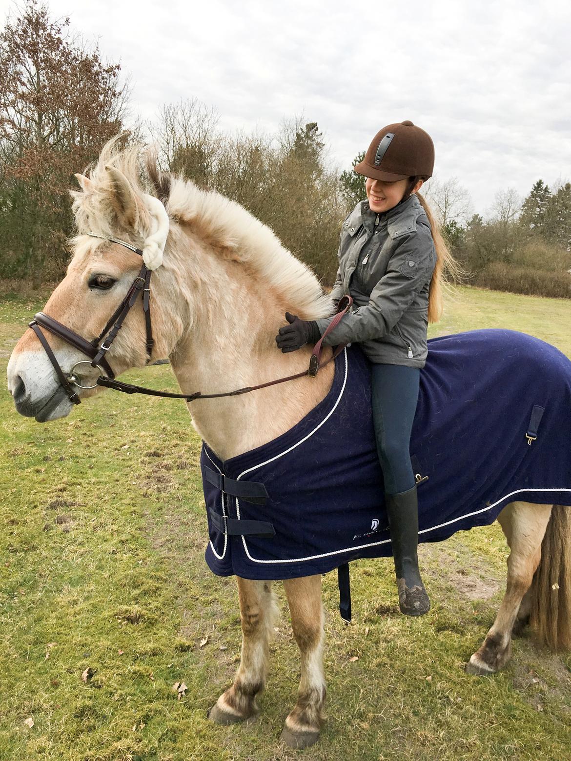 Fjordhest Tøsen billede 6