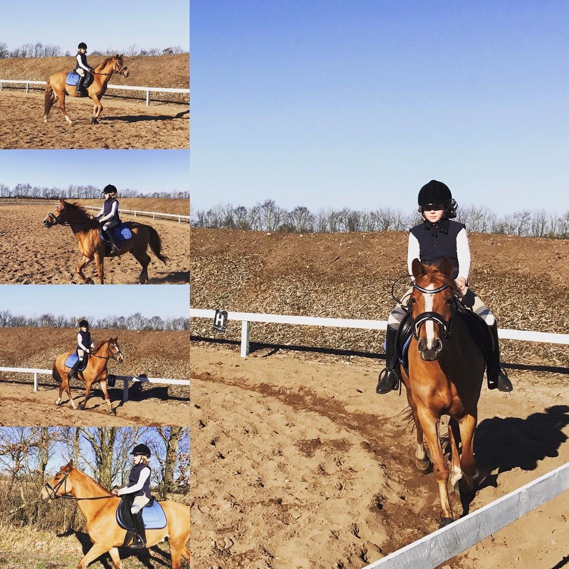 Anden særlig race Bastian (Solgt) billede 13