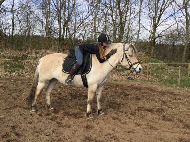 Fjordhest Gaja Kvistgaard billede 11