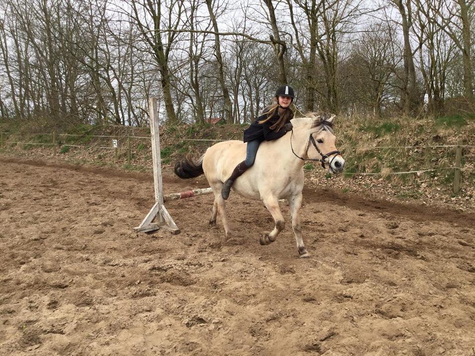 Fjordhest Gaja Kvistgaard billede 14