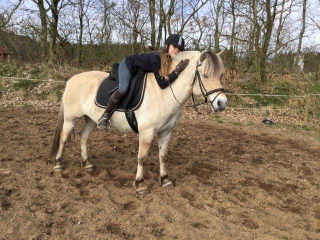 Fjordhest Gaja Kvistgaard billede 15