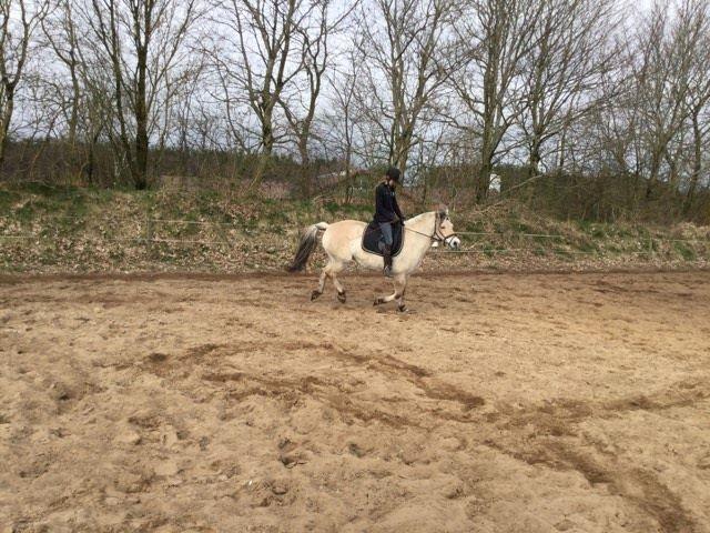 Fjordhest Gaja Kvistgaard billede 12