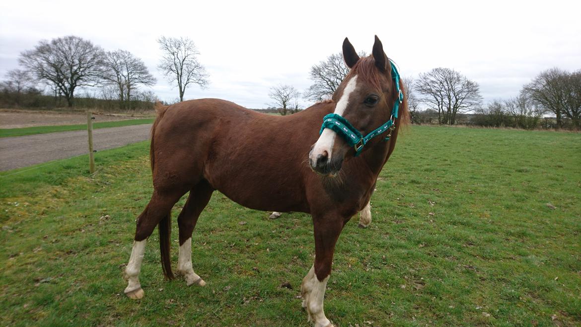 Sportsaraber (A) Iwan (four socks) billede 17