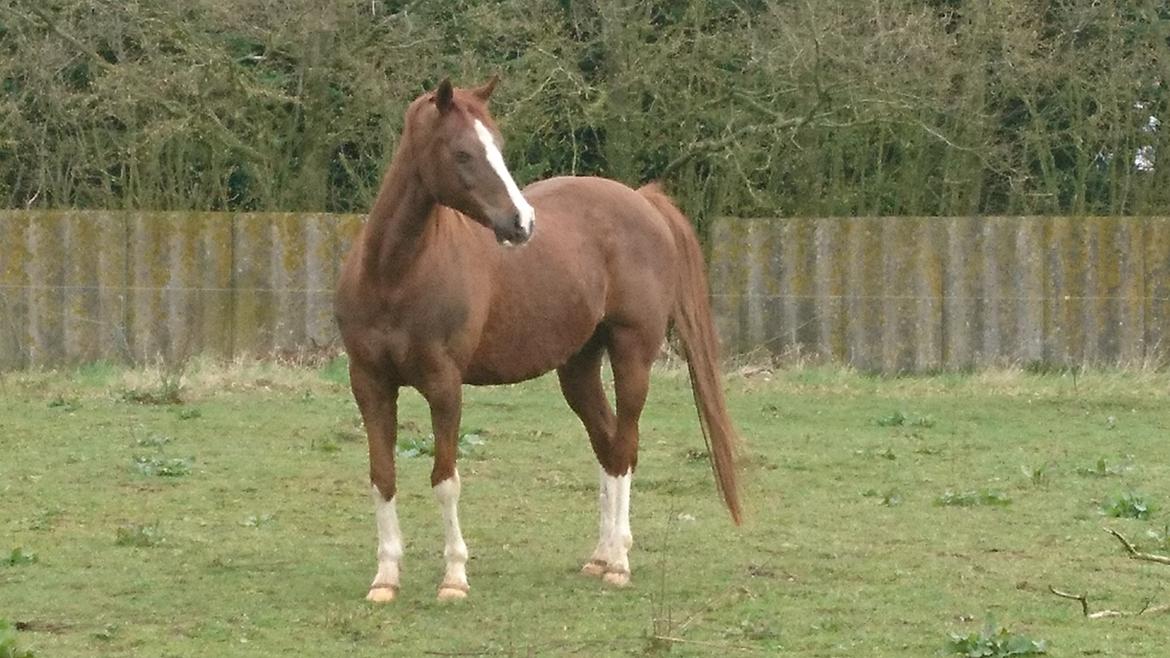 Sportsaraber (A) Iwan (four socks) billede 18