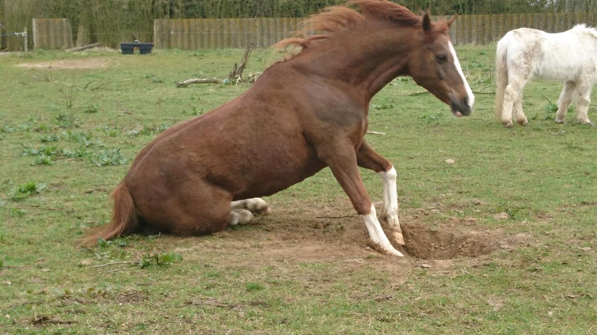 Sportsaraber (A) Iwan (four socks) billede 19