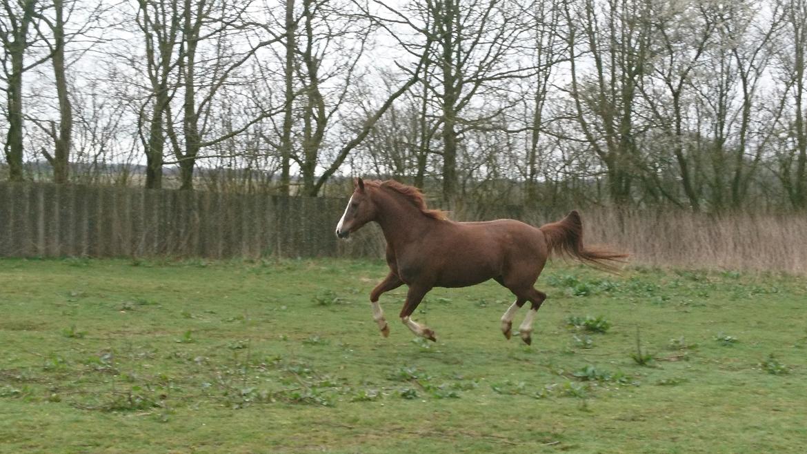 Sportsaraber (A) Iwan (four socks) billede 20