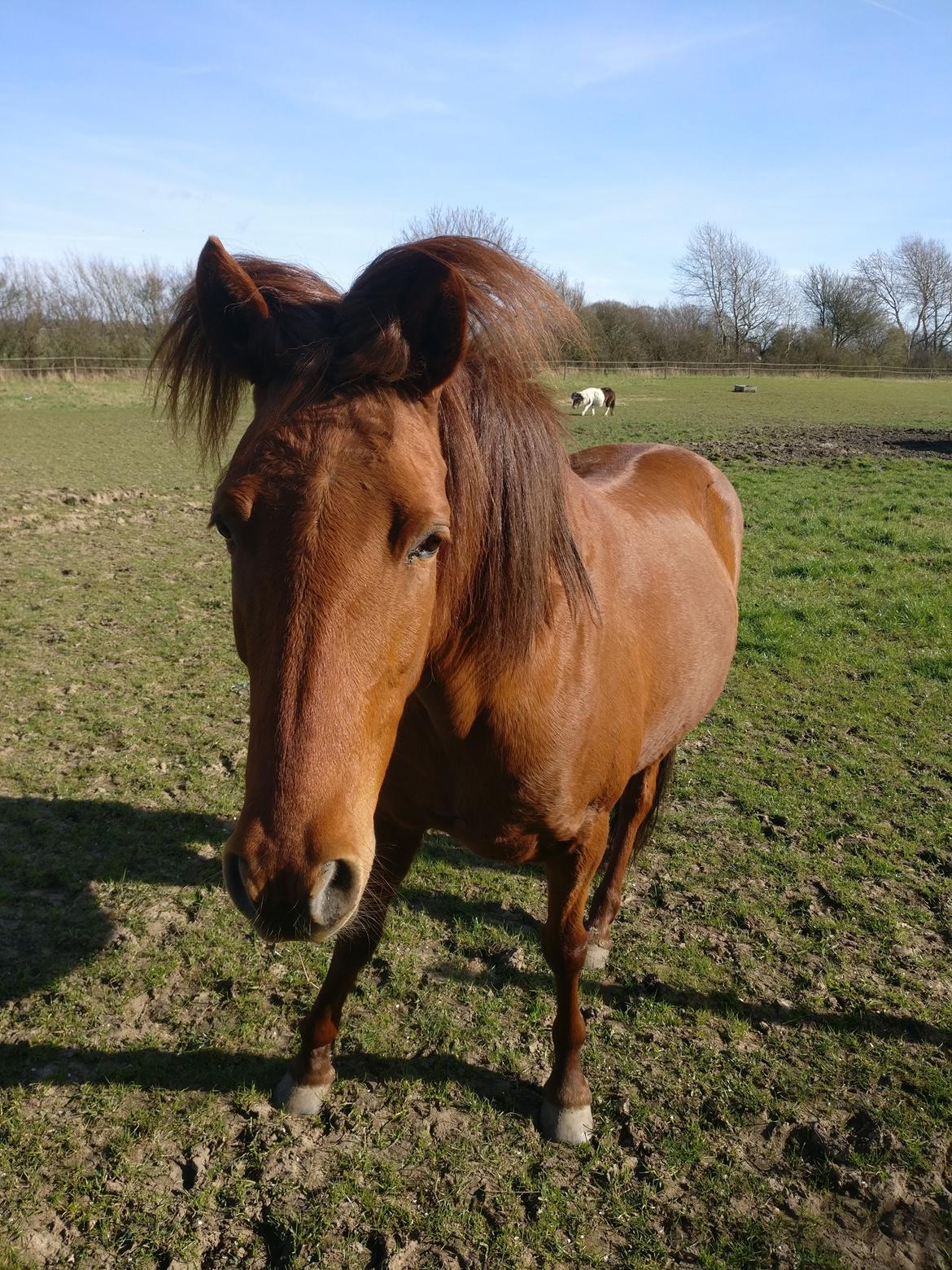 Paso-Peruanos GGS Jimina R.I.P billede 3