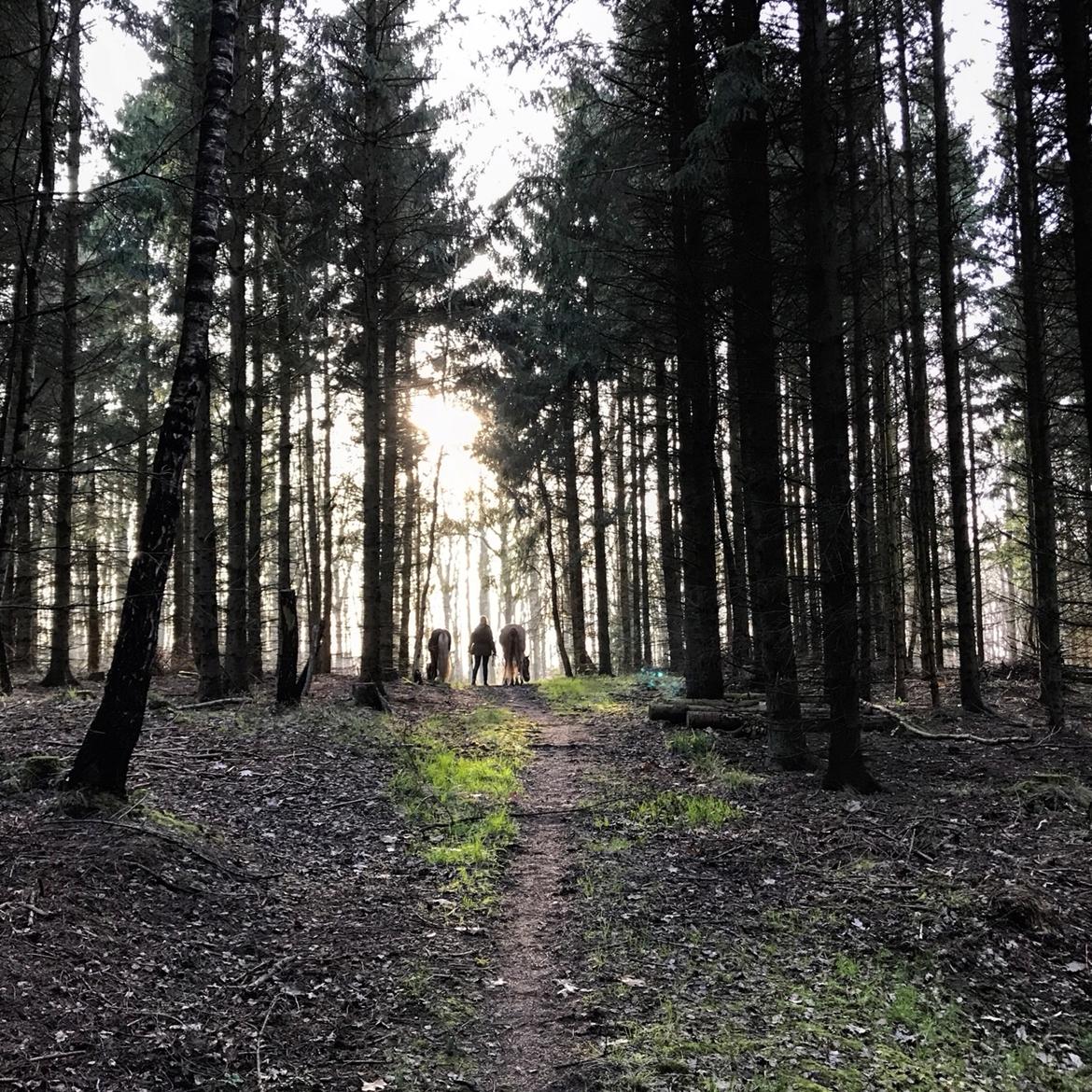 Islænder Flika billede 13