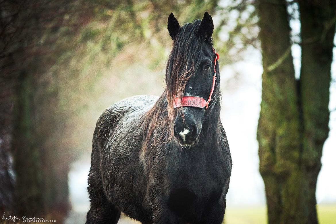 Anden særlig race Sir Lancelot Soleil billede 3