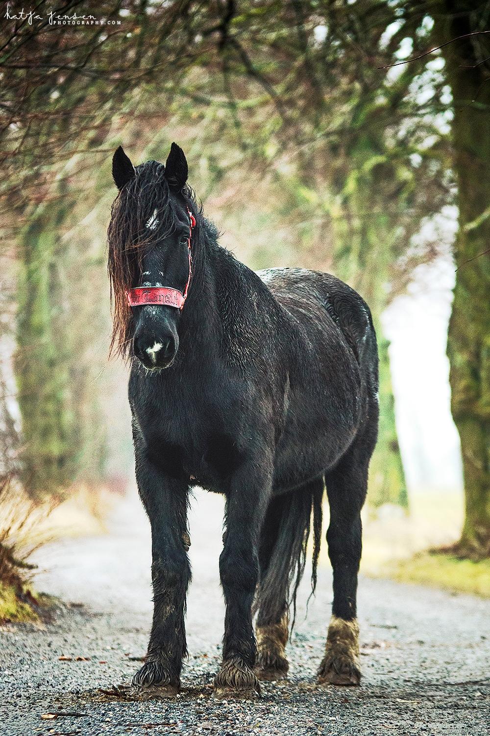 Anden særlig race Sir Lancelot Soleil billede 6