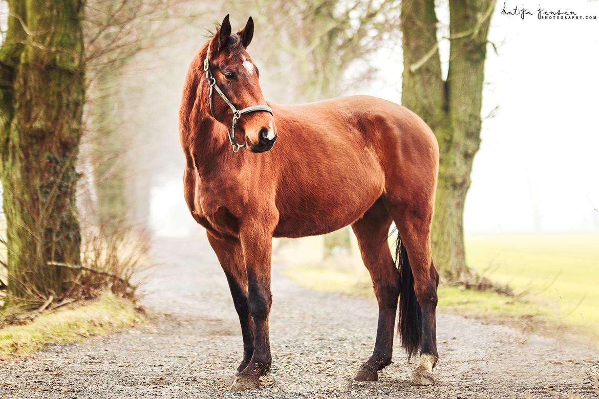 Dansk Varmblod Cato Soleil - Min fantastiske Cato! billede 1