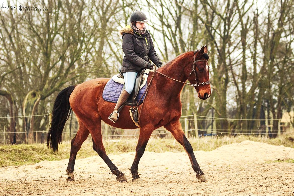 Dansk Varmblod Cato Soleil billede 5