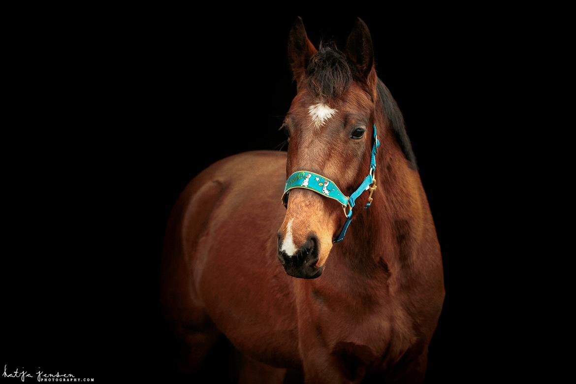 Dansk Varmblod Cato Soleil billede 8