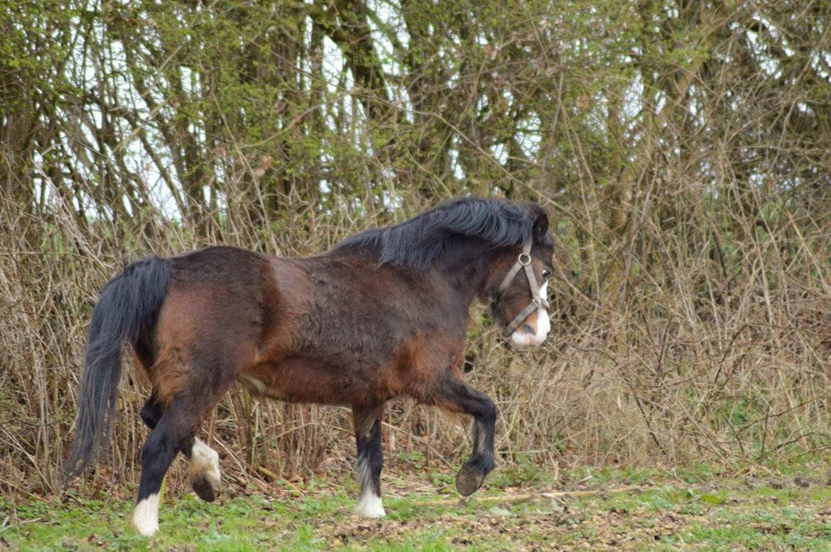 Welsh Mountain (sec A) Churchwood Cherish  billede 2