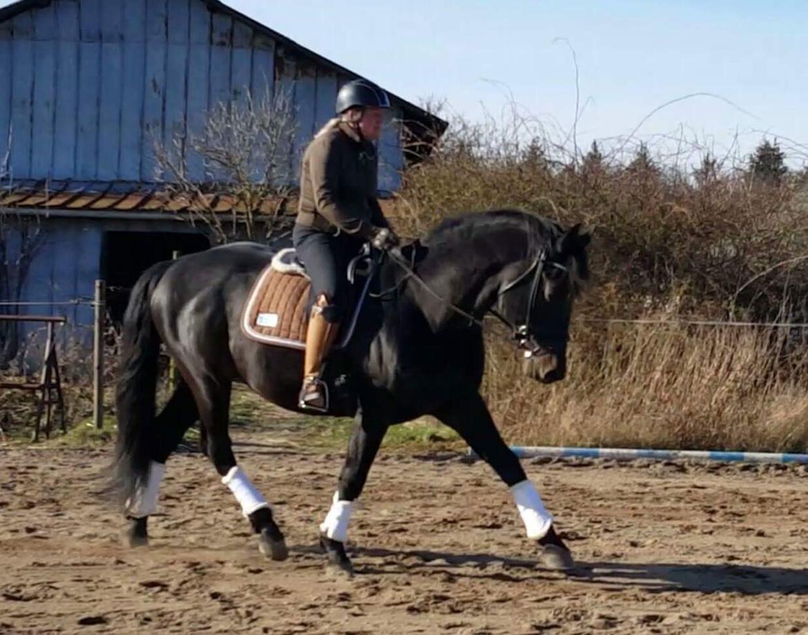 Oldenborg Renti's Zeus billede 32