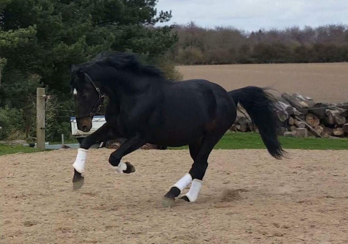 Oldenborg Renti's Zeus billede 34