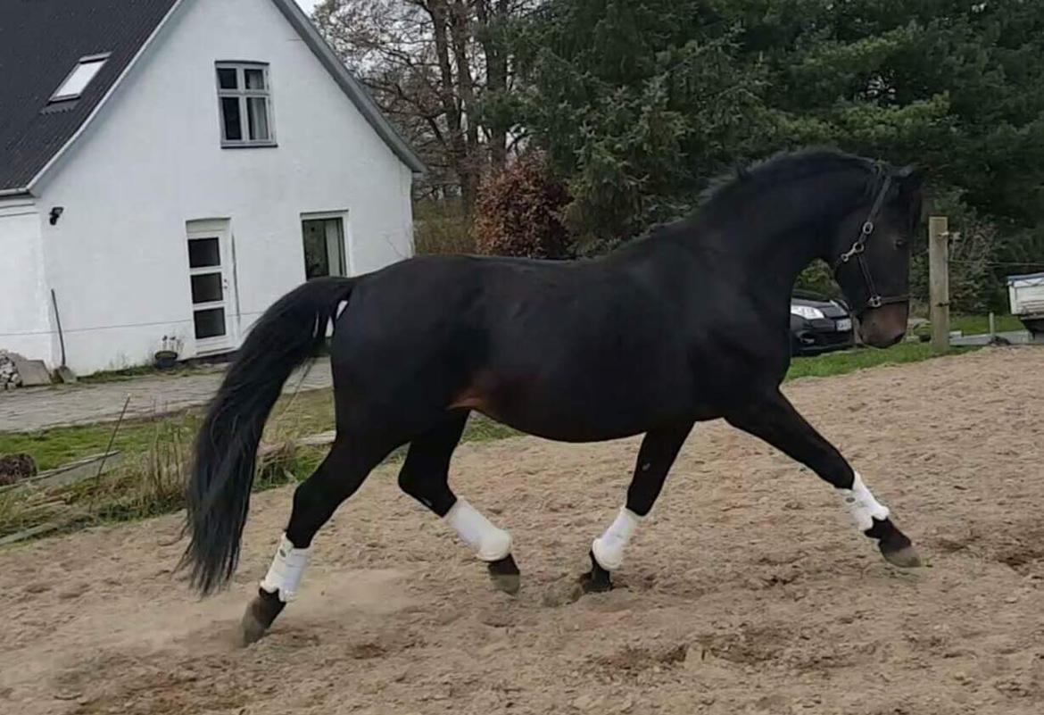 Oldenborg Renti's Zeus billede 35