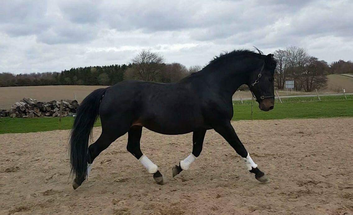 Oldenborg Renti's Zeus billede 36