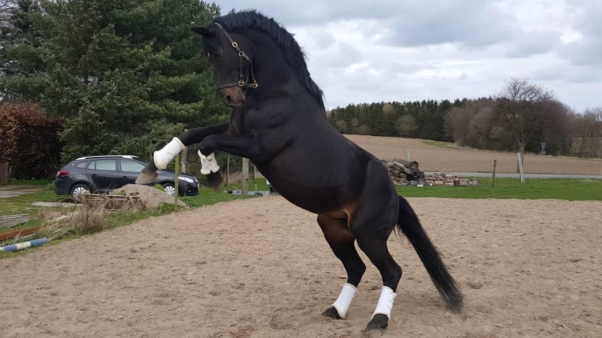 Oldenborg Renti's Zeus billede 37