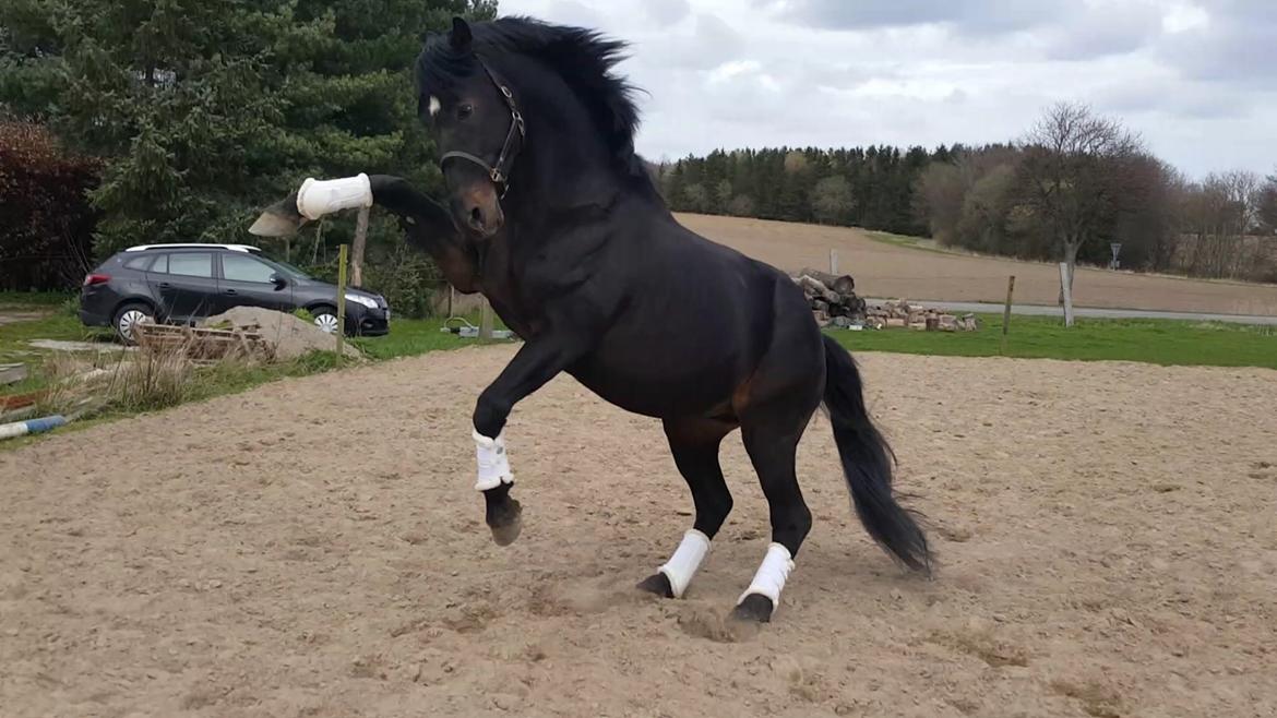 Oldenborg Renti's Zeus billede 38