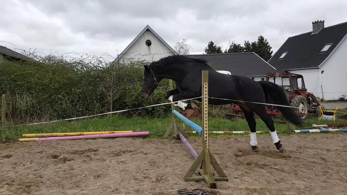 Oldenborg Renti's Zeus billede 41