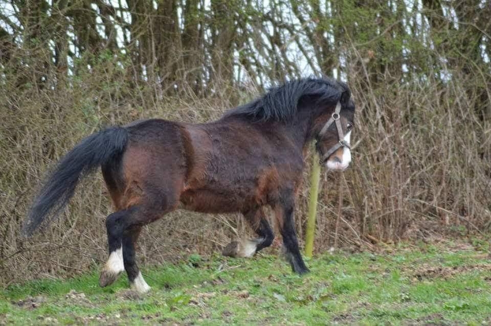 Welsh Mountain (sec A) Churchwood Cherish  billede 3
