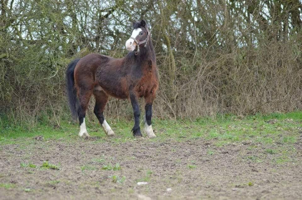 Welsh Mountain (sec A) Churchwood Cherish  billede 4