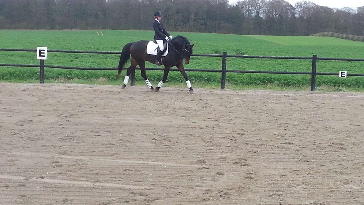 Anden særlig race Vejrholms Canto billede 5