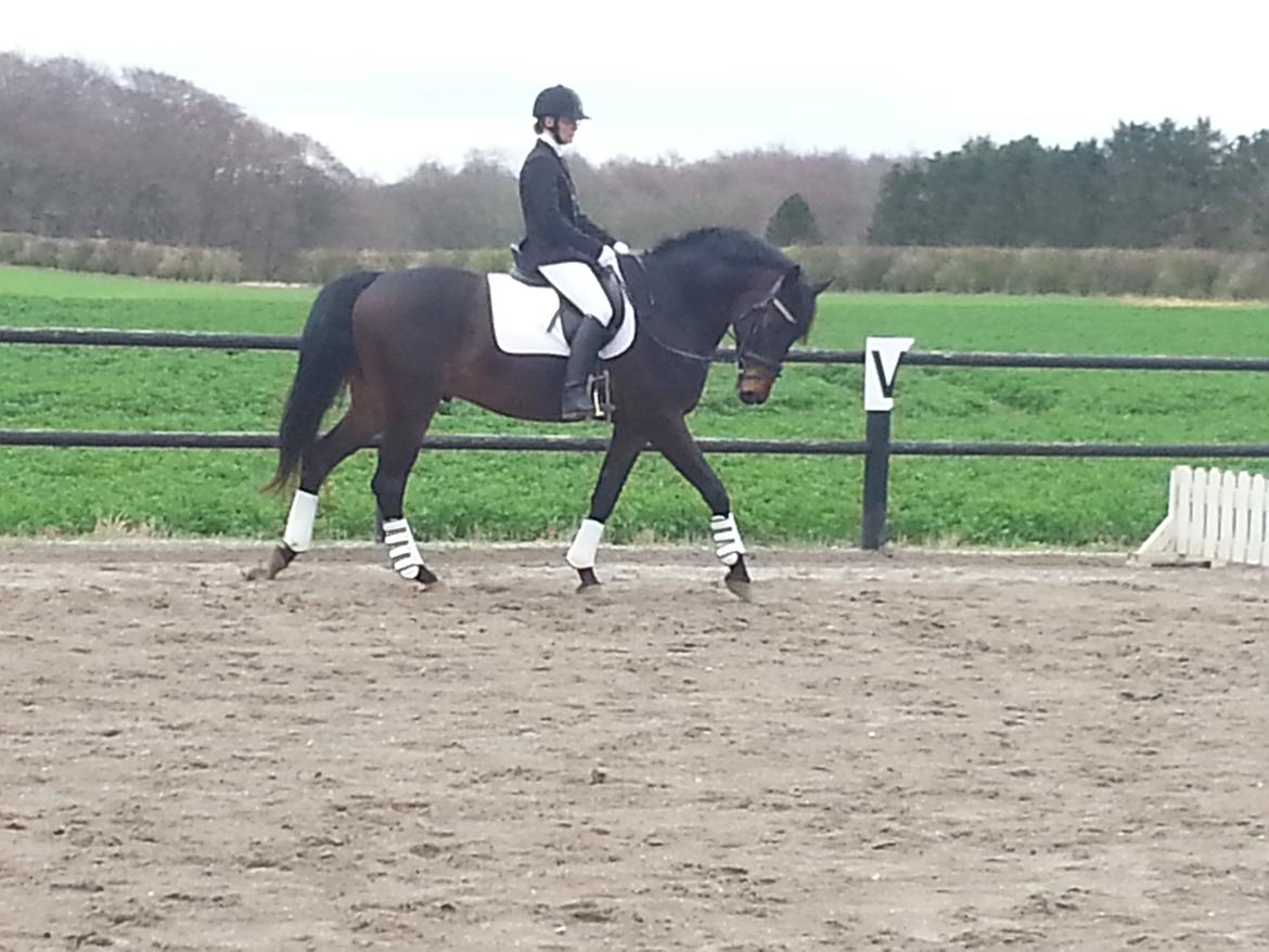 Anden særlig race Vejrholms Canto billede 7