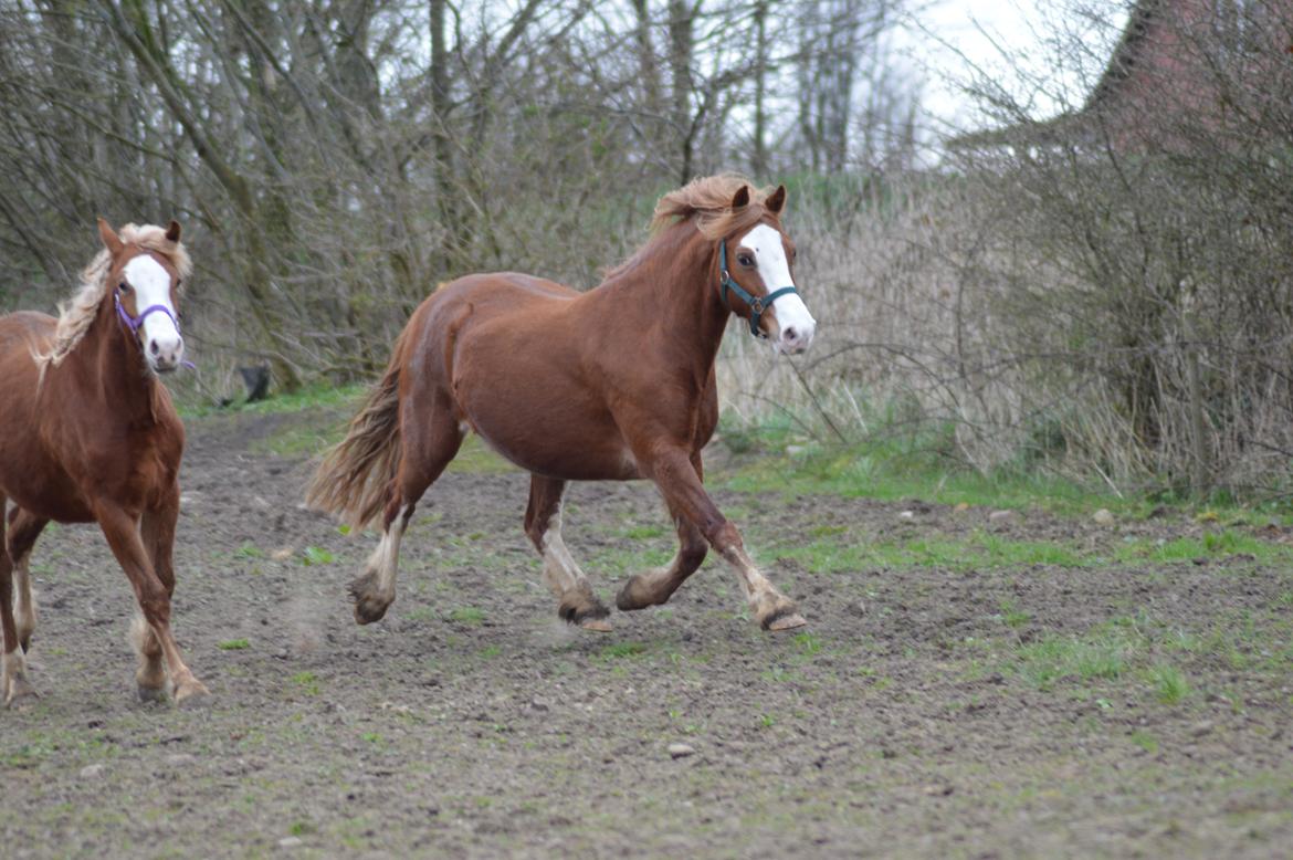 Welsh Pony af Cob-type (sec C) Rosengårdens Nadina - 08.04.17  billede 7