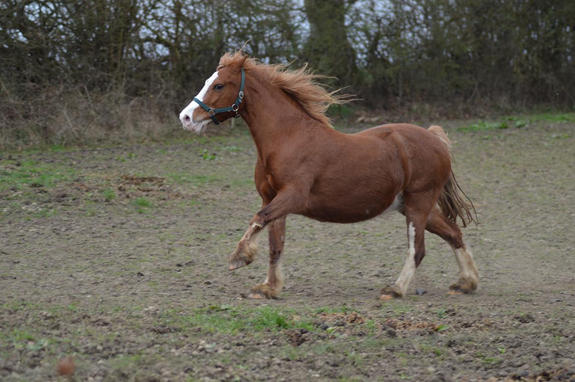 Welsh Pony af Cob-type (sec C) Rosengårdens Nadina billede 8