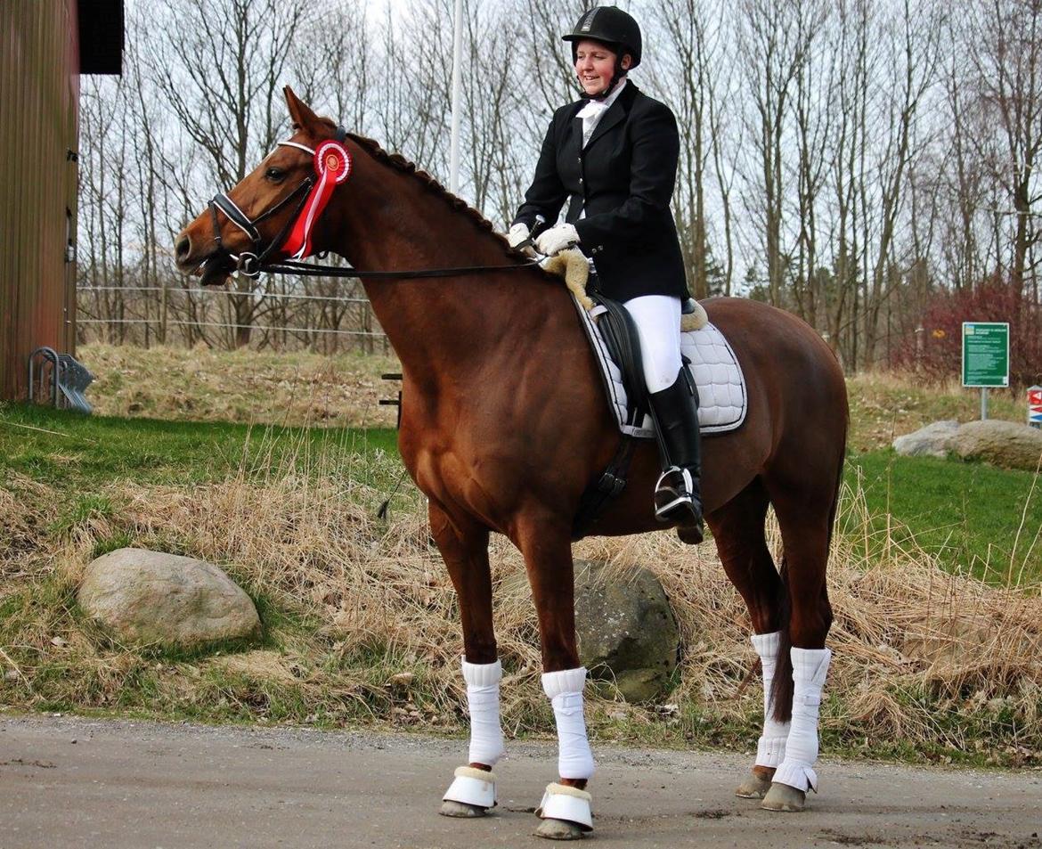 Tysk Oldenburger First Romance Bastbjerg billede 28