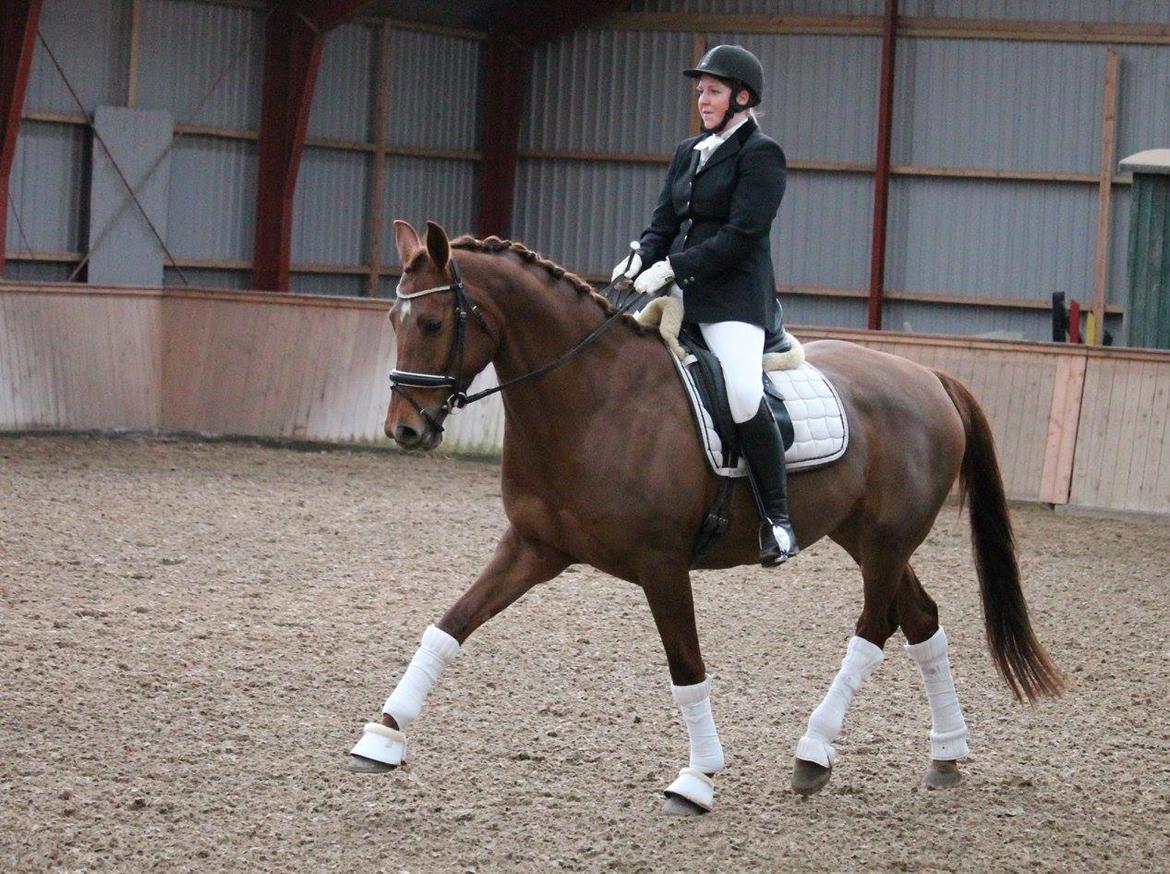 Tysk Oldenburger First Romance Bastbjerg billede 29