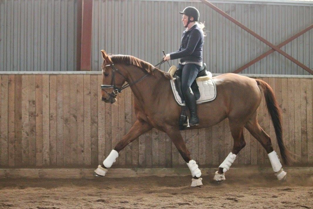 Tysk Oldenburger First Romance Bastbjerg billede 31