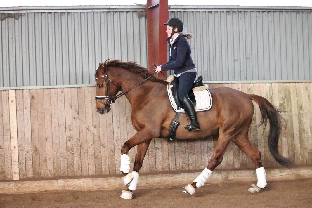 Tysk Oldenburger First Romance Bastbjerg billede 30