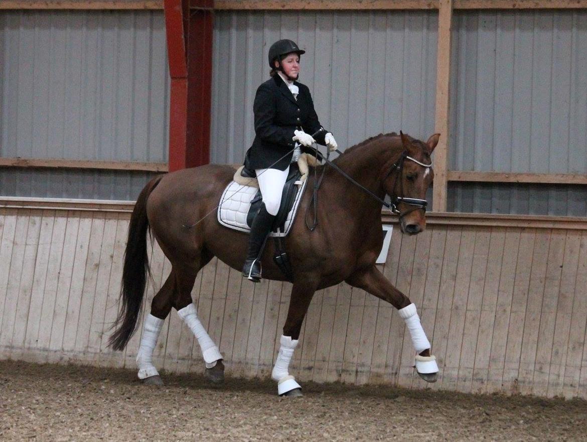 Tysk Oldenburger First Romance Bastbjerg billede 33