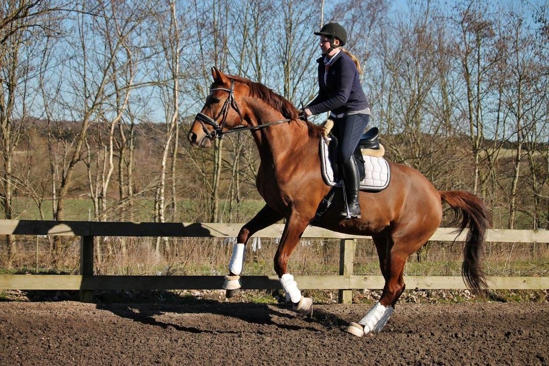 Tysk Oldenburger First Romance Bastbjerg billede 34