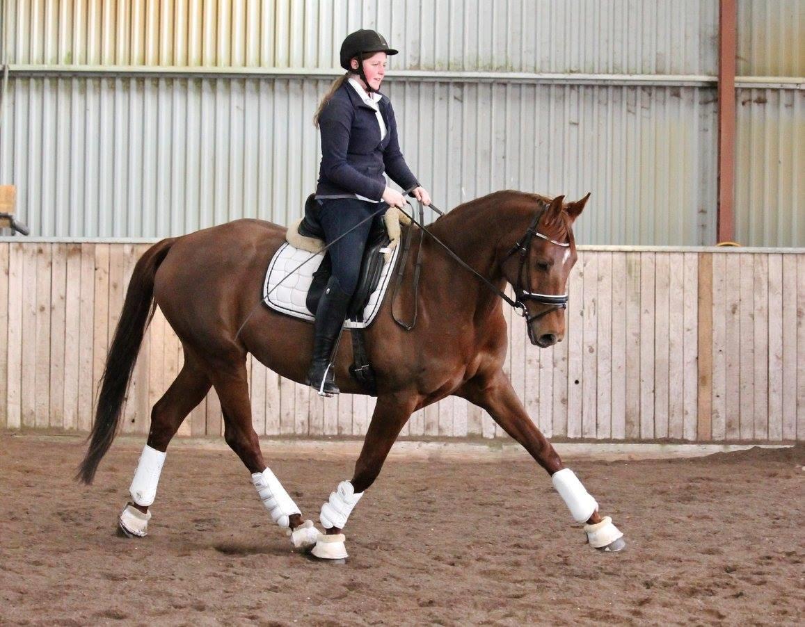 Tysk Oldenburger First Romance Bastbjerg billede 35