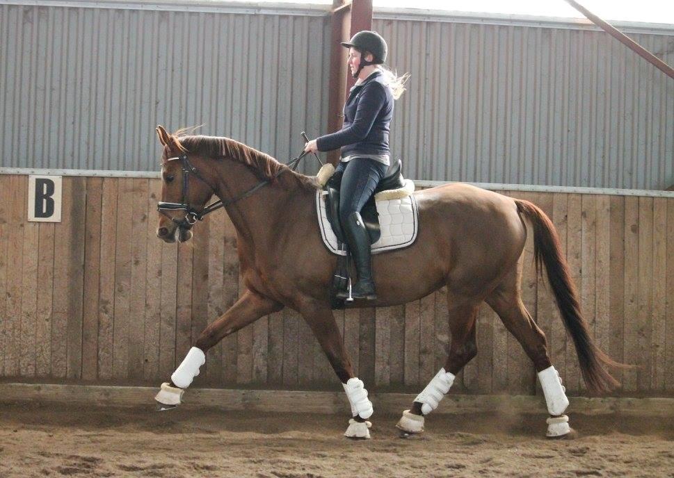 Tysk Oldenburger First Romance Bastbjerg billede 36