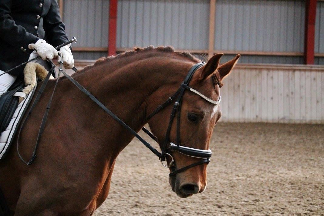 Tysk Oldenburger First Romance Bastbjerg billede 37