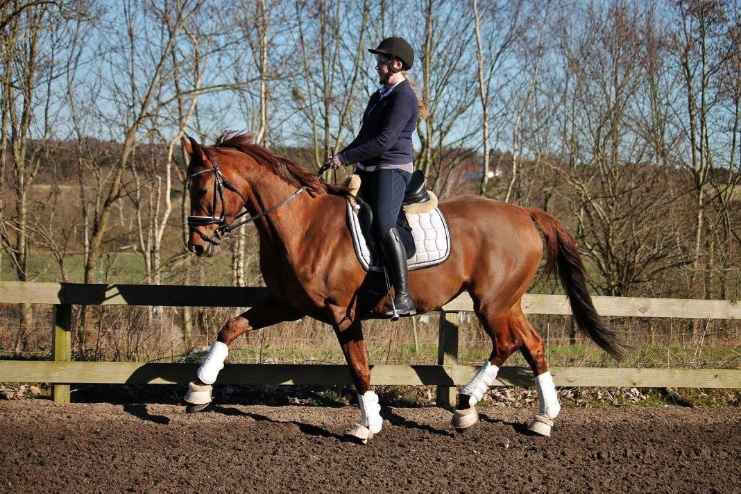 Tysk Oldenburger First Romance Bastbjerg billede 38