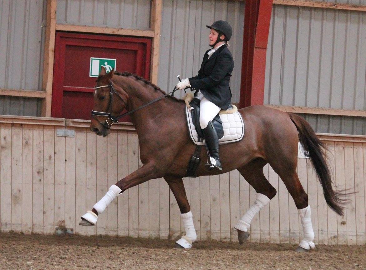 Tysk Oldenburger First Romance Bastbjerg billede 40