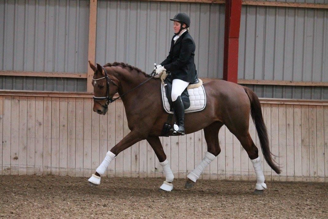 Tysk Oldenburger First Romance Bastbjerg billede 42