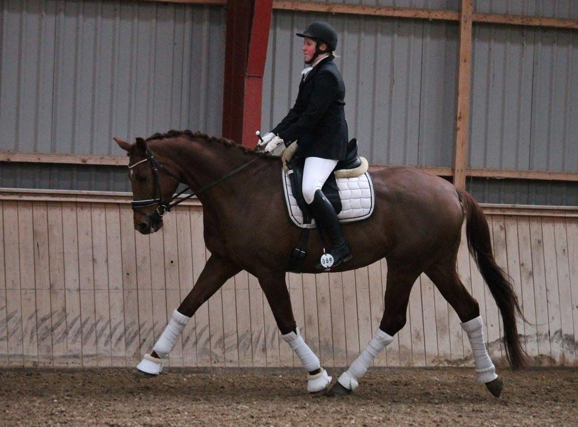 Tysk Oldenburger First Romance Bastbjerg billede 32