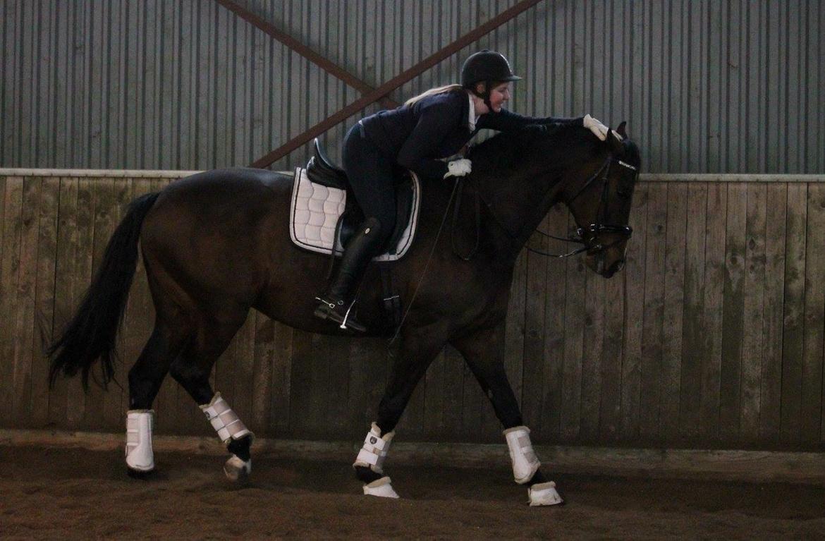 Tysk Oldenburger Sienna Bastbjerg billede 25