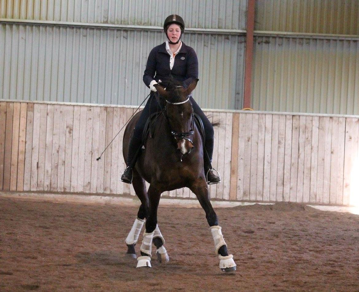 Tysk Oldenburger Sienna Bastbjerg billede 28