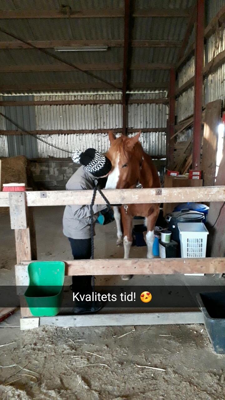 Tysk Sportspony Mr. Fancy Pants billede 19