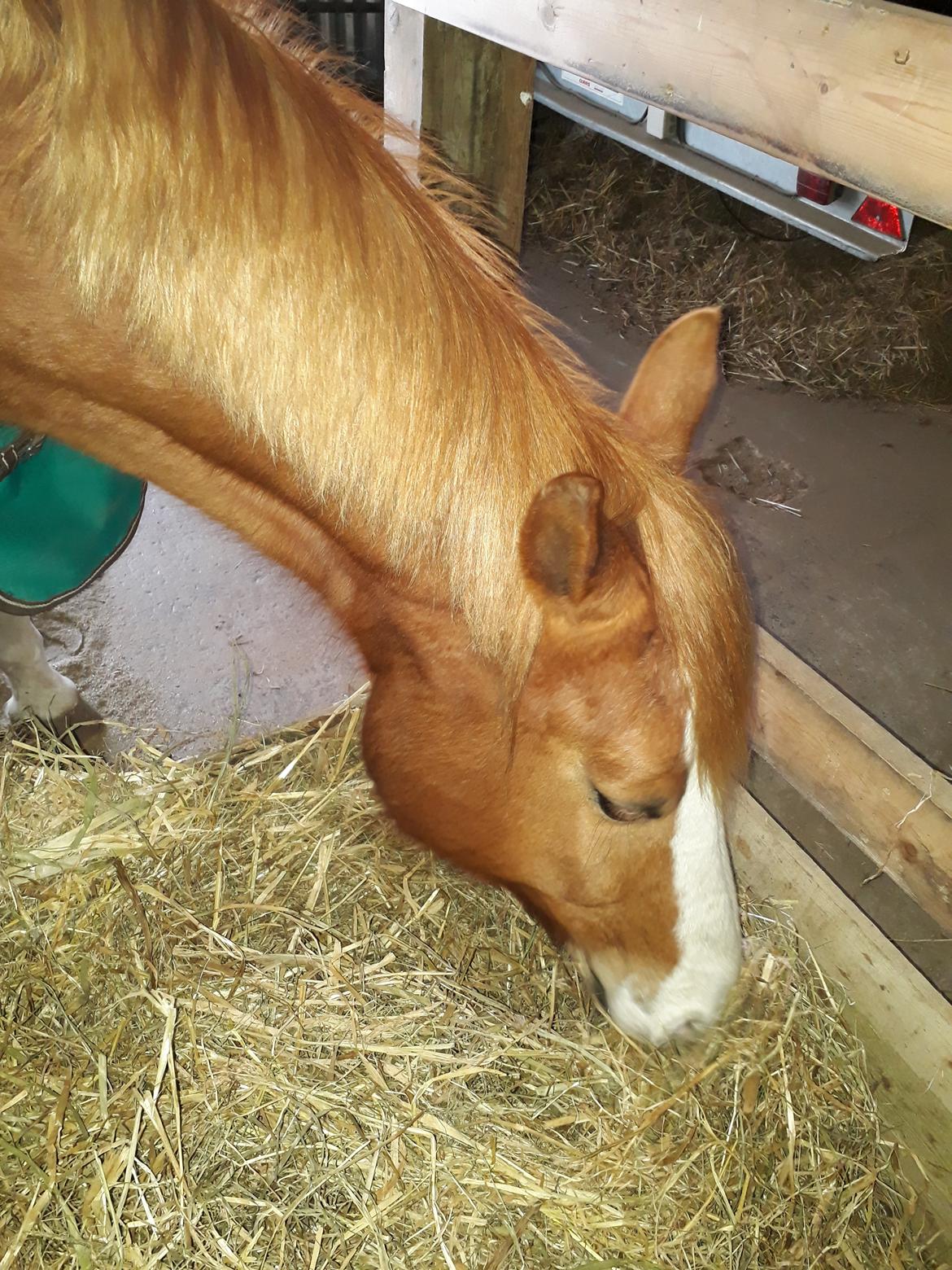 Tysk Sportspony Mr. Fancy Pants billede 20