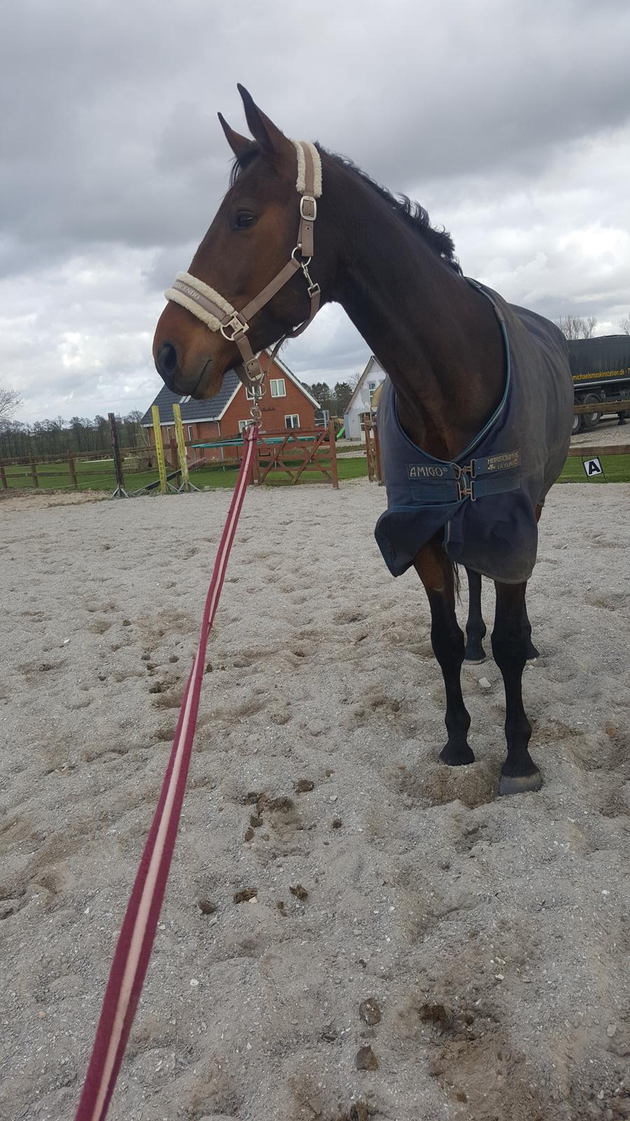 Dansk Varmblod Egelund yemen billede 2